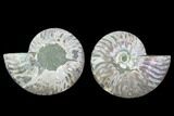 Cut & Polished Ammonite Fossil - Agatized #88211-1